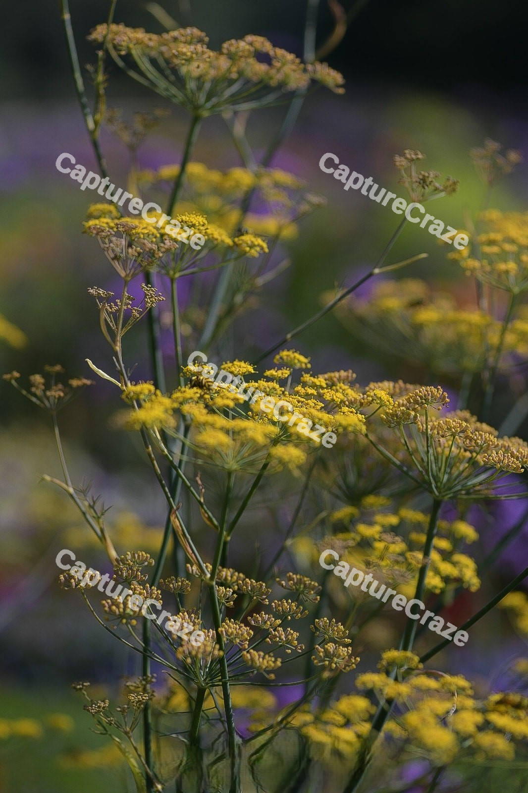 Dill